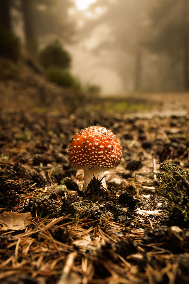 Raul Ortega - fotografo-micologia-segovia-madrid-amanita-muscaria-otono.jpg