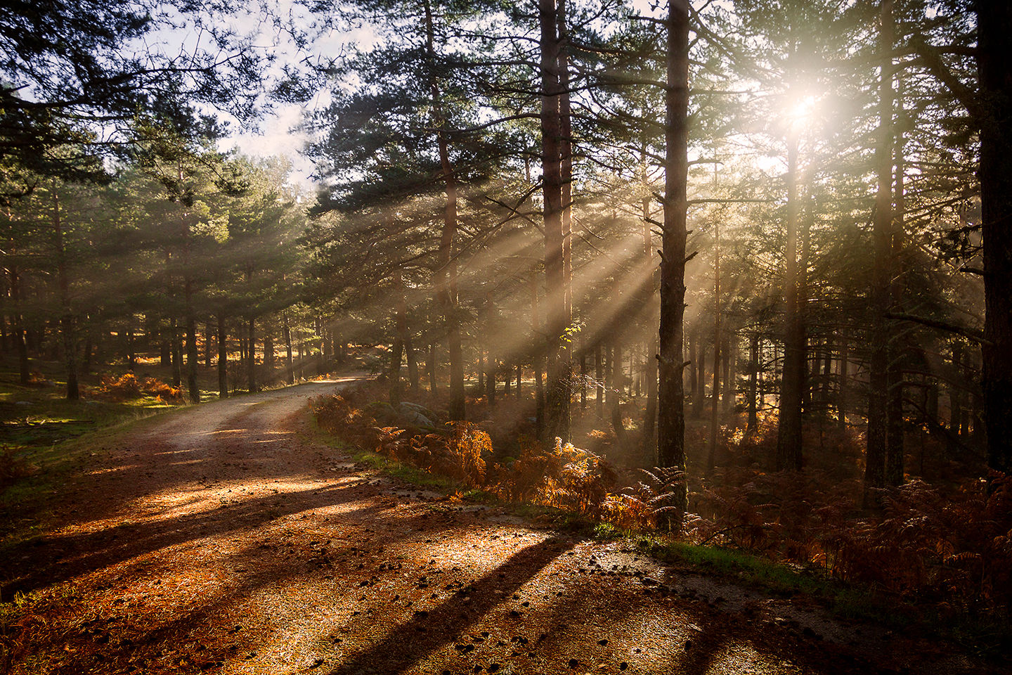 Raul Ortega - fotografo-naturaleza-bosque-magico-peguerinos-avila.jpg