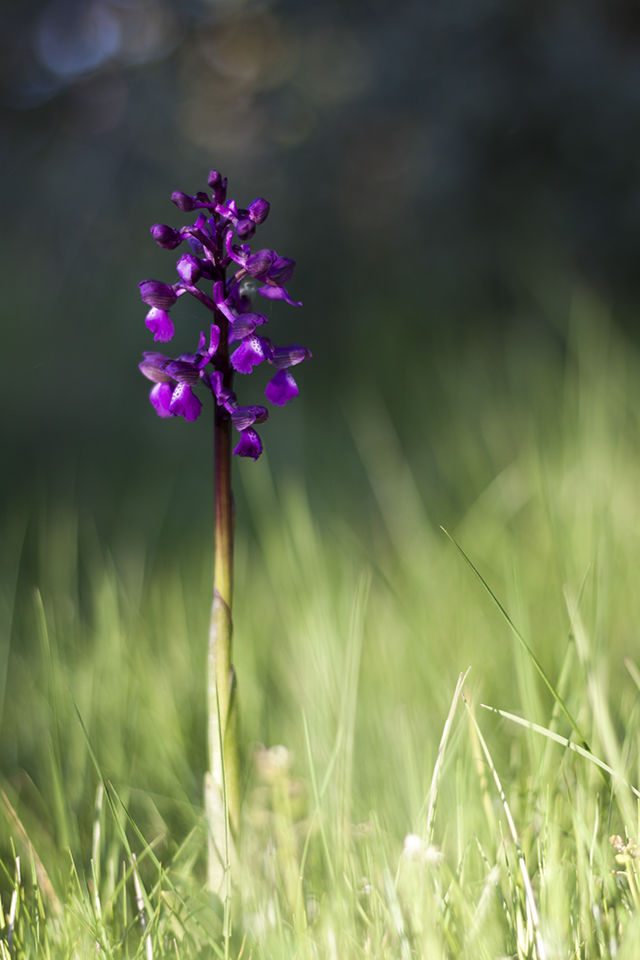 Raul Ortega - orquidea-silvestre-parque-nacional.jpg